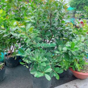 cherry-1m6-4
