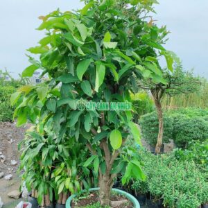 man-an-phuoc-lon-2