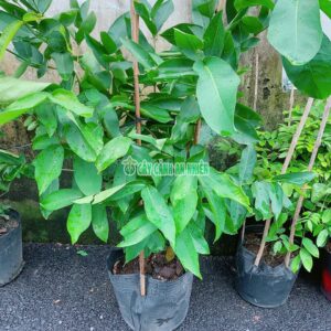 man-xanh-duong-soc-trang-dit-hong-3