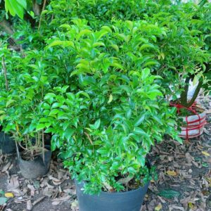 nguyyet-que-lon-4