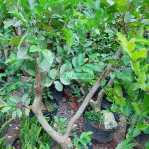 Cây Ổi Lê Gốc Lớn Cao 1m8 oi-le-goc-lon-1