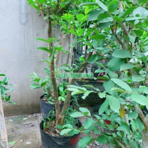 Cây Ổi Lê Gốc Lớn Cao 1m8 oi-le-goc-lon-3