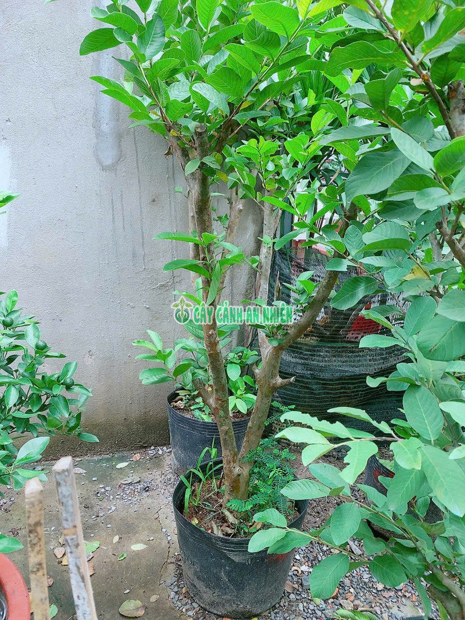 oi-le-goc-lon-4 oi-le-goc-lon-4