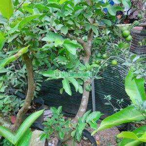 Cây Ổi Lê Gốc Lớn Cao 1m8 oi-le-goc-lon-5