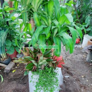 thiet-moc-lan-phat-tai-bo-1
