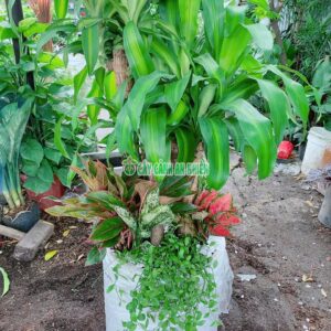 thiet-moc-lan-phat-tai-bo-2