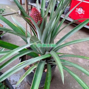 cay-khom-2