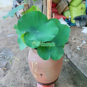 chau-sen-trong bun-1