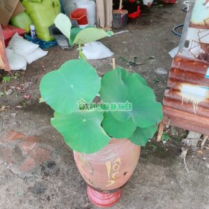 chau-sen-trong bun-2