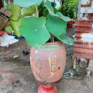 chau-sen-trong bun-3