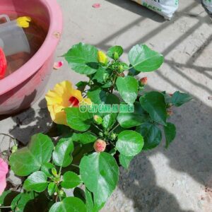 hoa-dam-but-thai-3