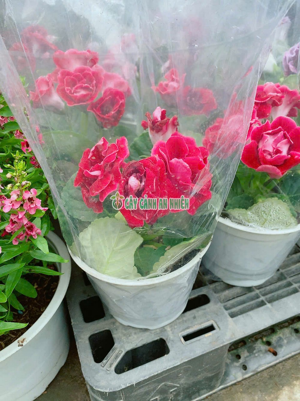 hoa-tinh-yeu-6 hoa-tinh-yeu-6