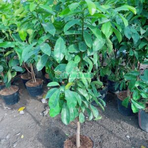 mang-cau-xiem-1