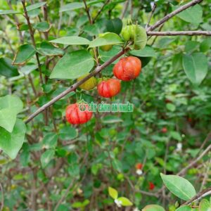 Cherry-Khia-2