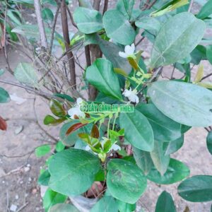Cherry-brazil-1