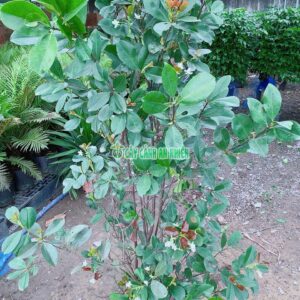 Cherry-brazil-3