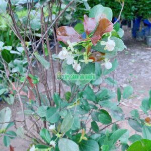Cherry-brazil-4