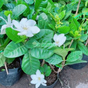 bach-thien-huong-la-lon-2