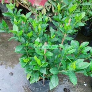 bach-thien-huong-la-nho-3