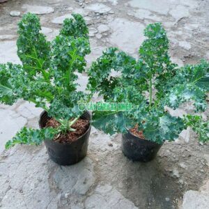 Bụi Cải Kale cai-ka-le-1