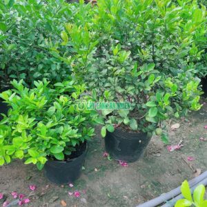Cây Chanh Bắc Bụi Lớn 1m chanh-bac-lon-1