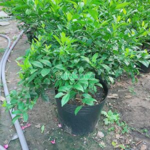 Cây Chanh Bắc Bụi Lớn 1m chanh-bac-lon-2