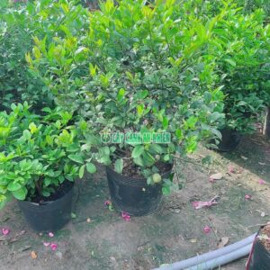 Cây Chanh Bắc Bụi Lớn 1m chanh-bac-lon-3