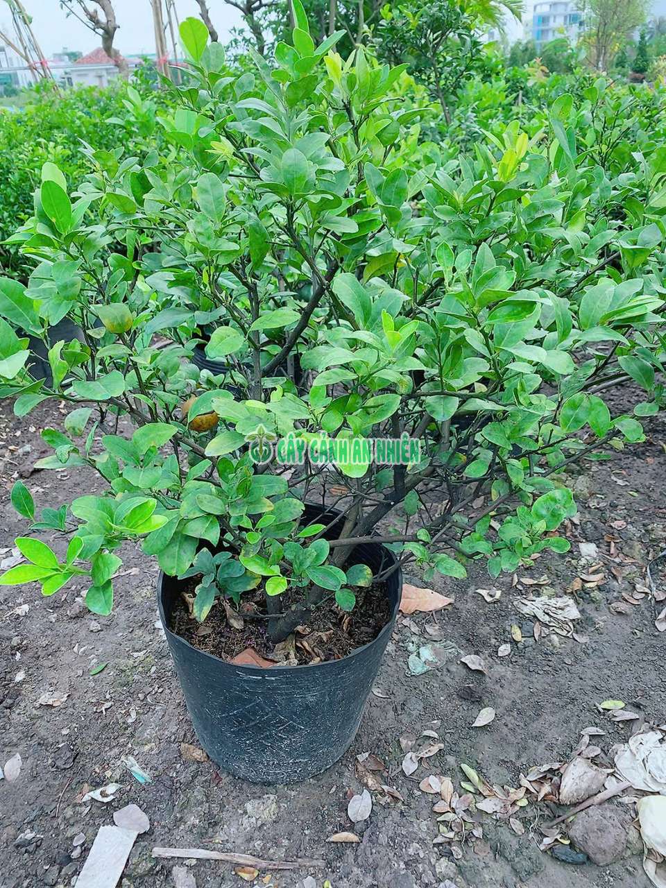 chanh-bac-lon-5 chanh-bac-lon-5