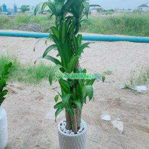 chau-thiet-moc-lan-1m5-2