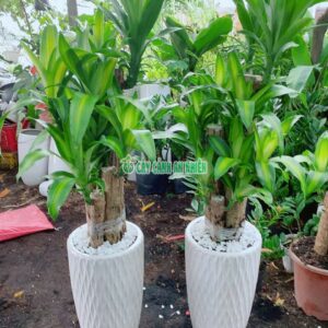 Chậu Thiết Mộc Lan 5 Thân Cao 1m3 chau-thiet-moc-lan-lon-5