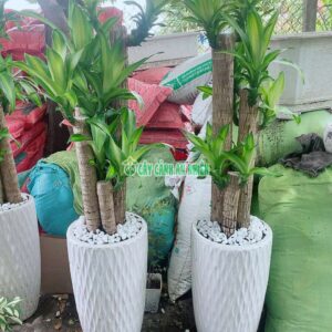 Chậu Thiết Mộc Lan 5 Thân Cao 1m3 chau-thiet-moc-lan-lon-7
