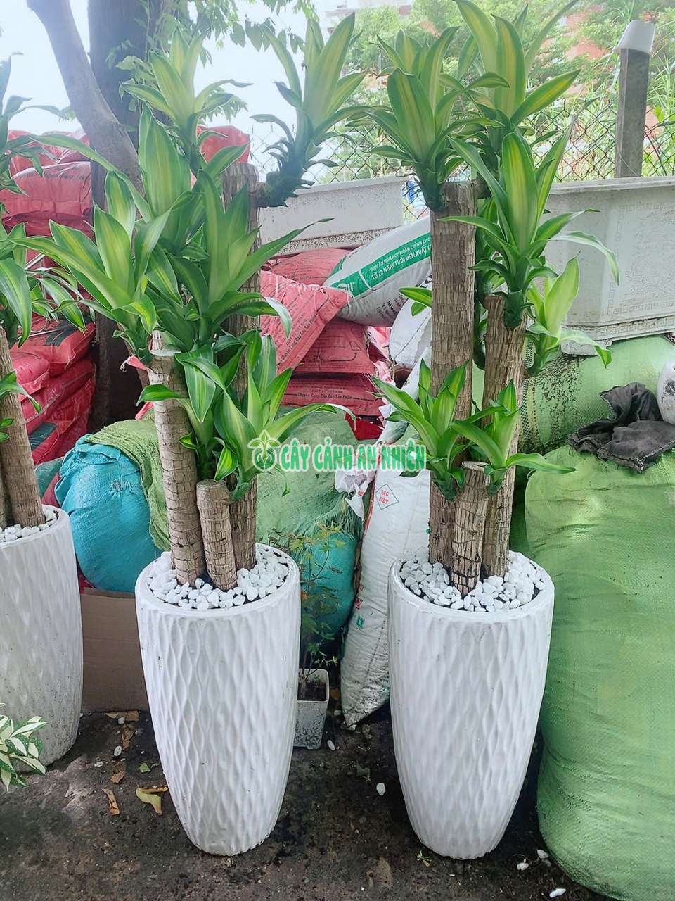 chau-thiet-moc-lan-lon-7 chau-thiet-moc-lan-lon-7