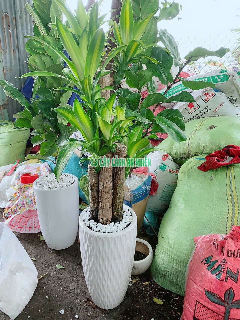 chau-thiet-moc-lan-lon-8 chau-thiet-moc-lan-lon-8