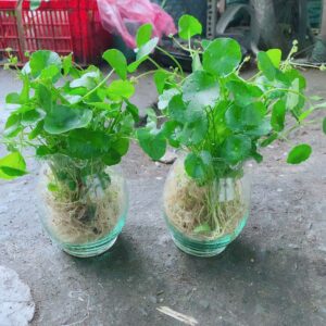 Cây Cỏ Đồng Tiền Thủy Sinh (rau má lá sen, rau má dù) co-dong-tien-trong-thuy-sinh-3