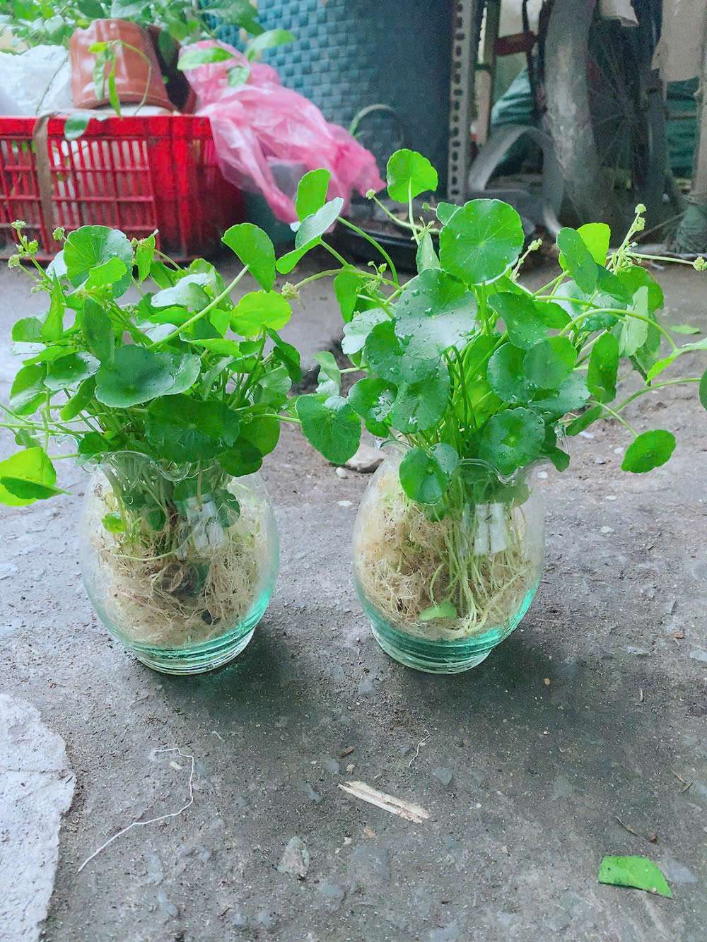 co-dong-tien-trong-thuy-sinh-3 co-dong-tien-trong-thuy-sinh-3