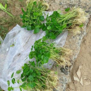 Cây Cỏ Đồng Tiền Thủy Sinh (rau má lá sen, rau má dù) co-dong-tien-trong-thuy-sinh-4
