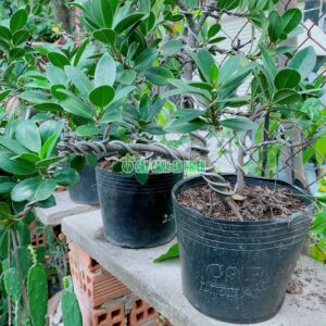 da-nhat-bonsai-lon-1