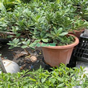 da-nhat-bonsai-lon-2