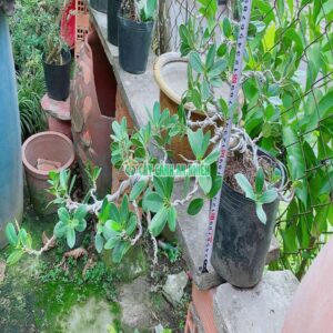 da-nhat-bonsai-lon-3