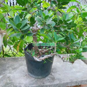 da-nhat-bonsai-lon-4