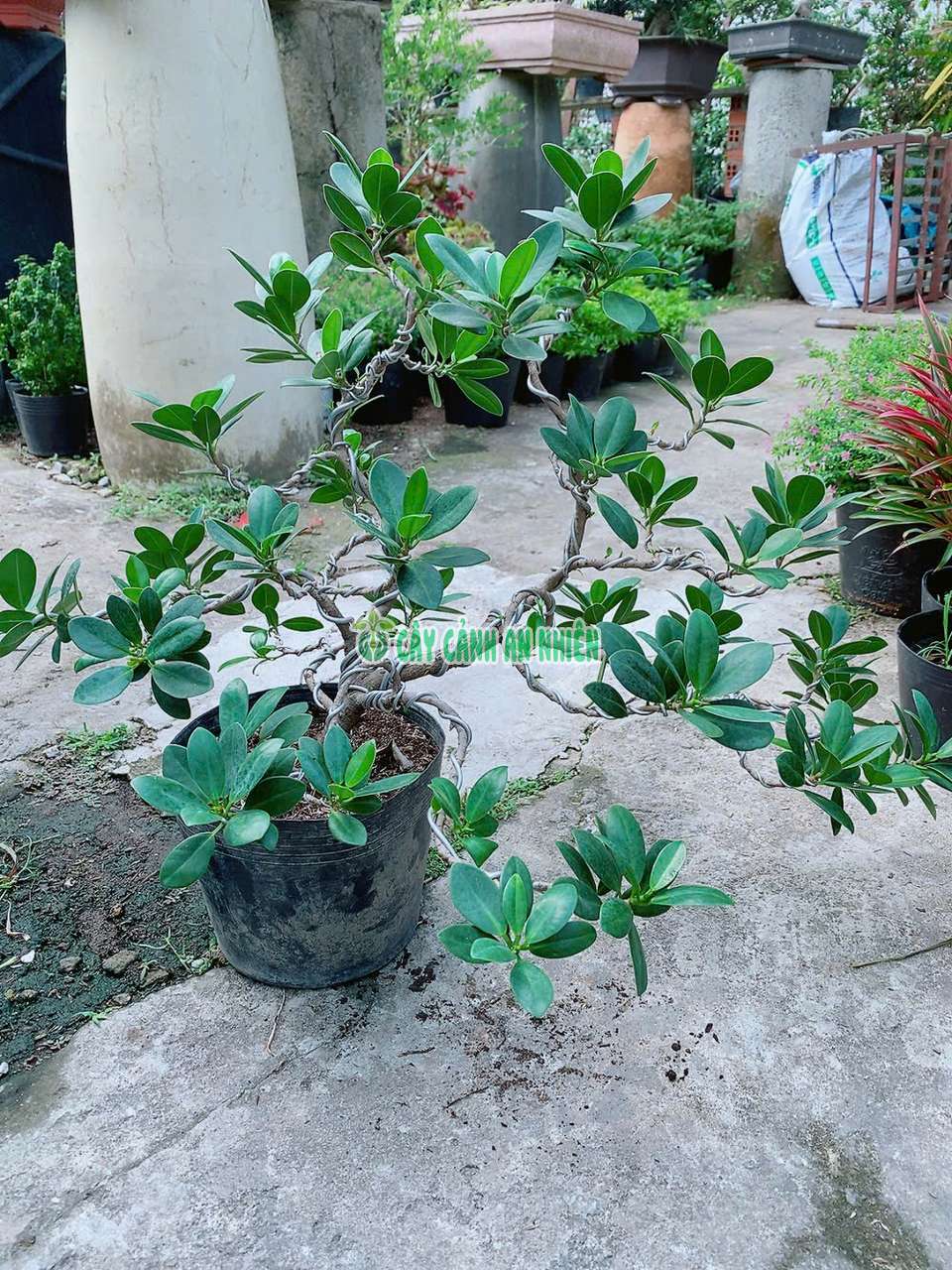 da-nhat-bonsai-lon-6
