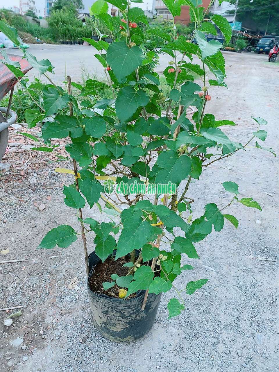 dau-tam-1