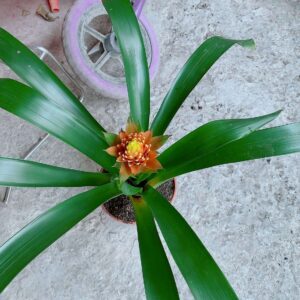 dua-nen-4