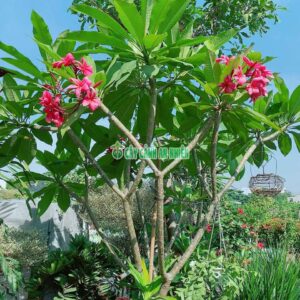 hoa-su-thai-hong-thom-2m-1