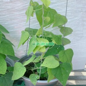 suong-sam-3