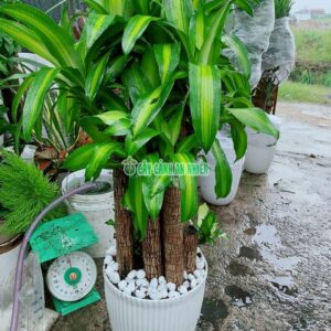 thiet-moc-lan-9-than-4