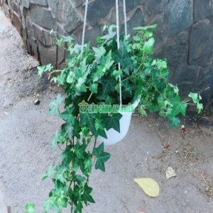 Thường Xuân Xanh Chậu Treo thuong-xuan-xanh-1
