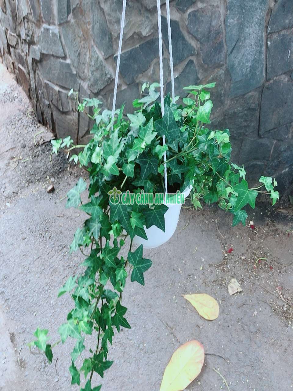thuong-xuan-xanh-1 thuong-xuan-xanh-1