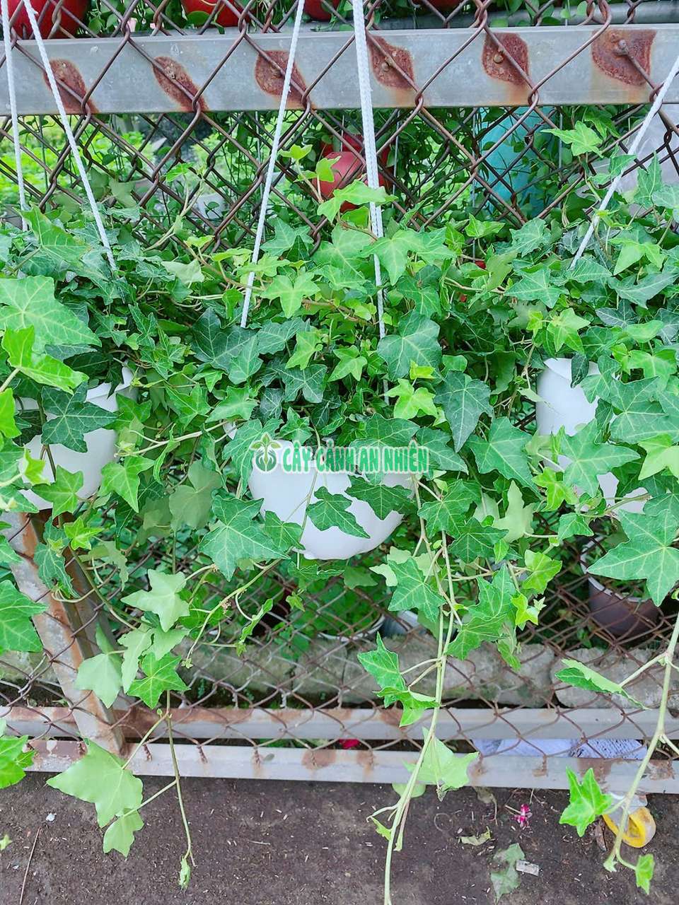 thuong-xuan-xanh-3 thuong-xuan-xanh-3