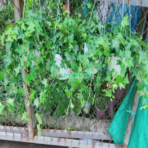 Thường Xuân Xanh Chậu Treo thuong-xuan-xanh-4